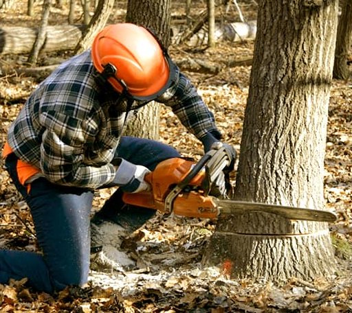 Tree Removal in Silver City, MS